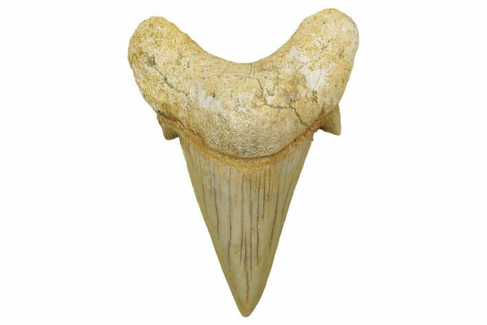 Fossil Shark Tooth (Otodus) - Morocco #353439